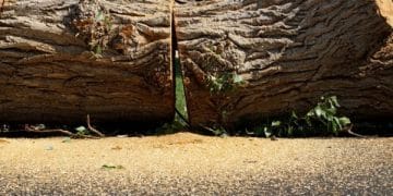 dead oak tree removal in league city tx