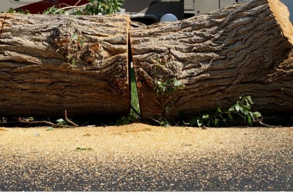 dead oak tree removal in league city tx