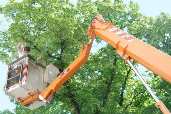 tree trimming in league city tx