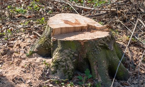 best stump removal in league city tx