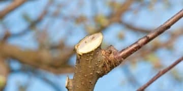 Tree Trimming And Pruning