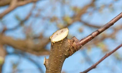 best tree pruning company league city tx