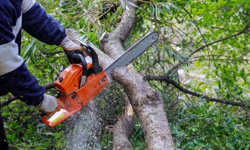 best tree trimming company league city tx