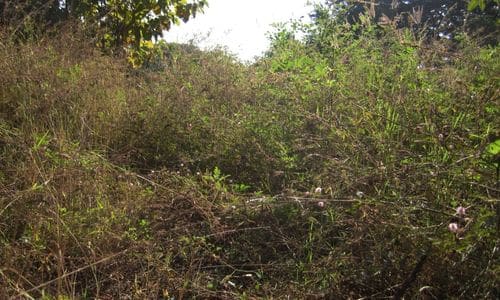 clearing over grown brush in league city tx