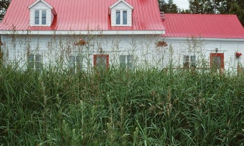 remove over grown brush in league city tx