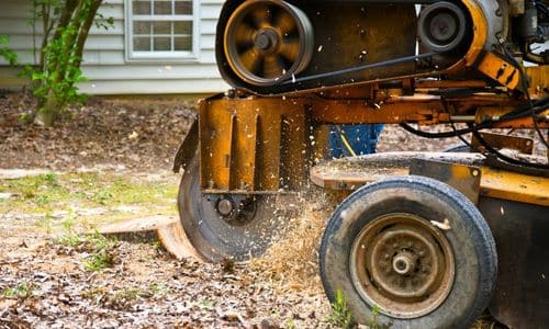 stump removal in league city tx