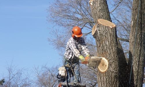 top tree cutting company league city tx