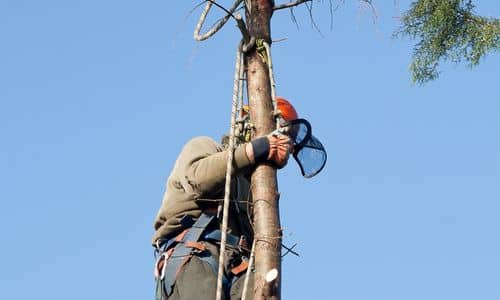 top tree removal league city tx