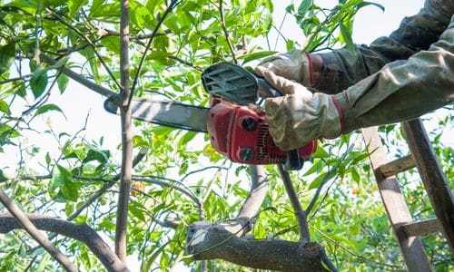 tree trimming league city tx