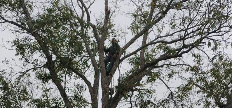 tree-mendus- tree-service up in a tree in houston tx