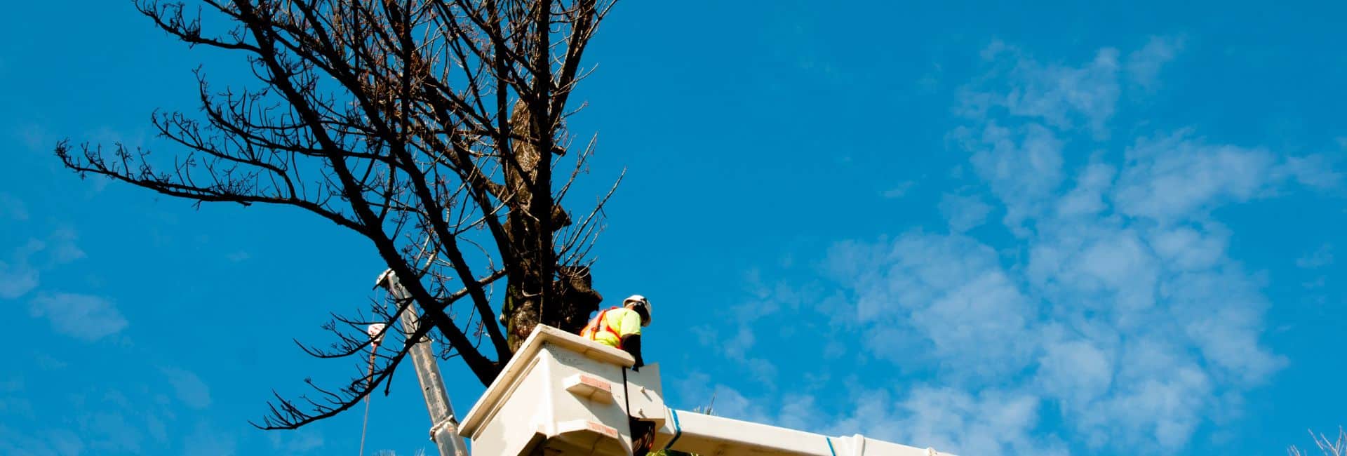 tree removal job league city tx