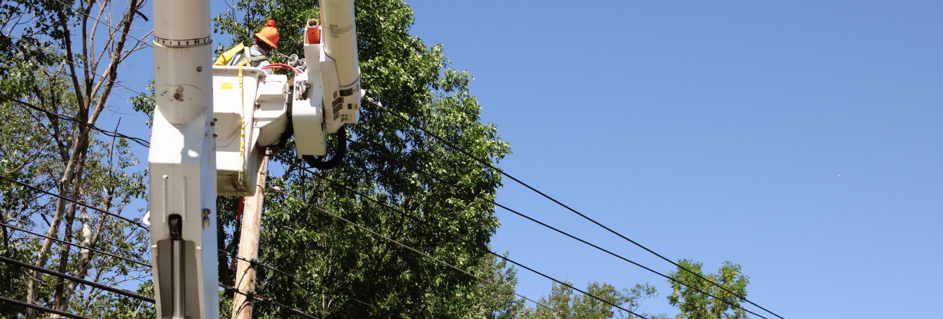 tree service in houston tx