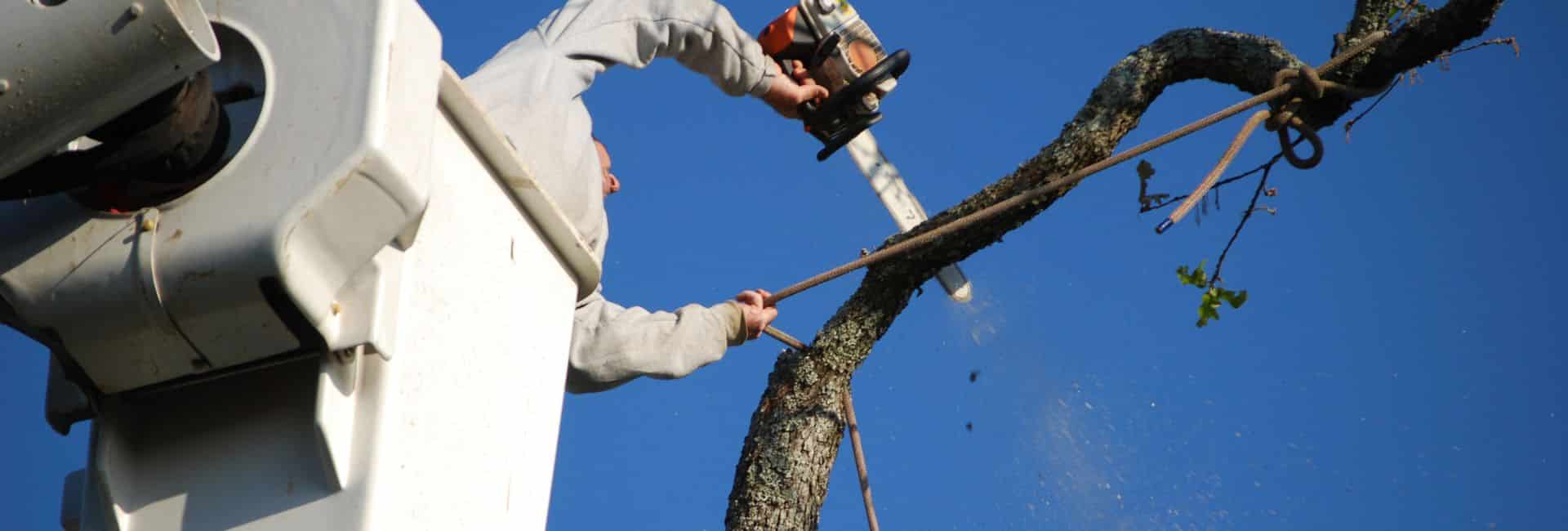 tree service in league city tx