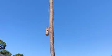 topping a tree for removal in League City tX