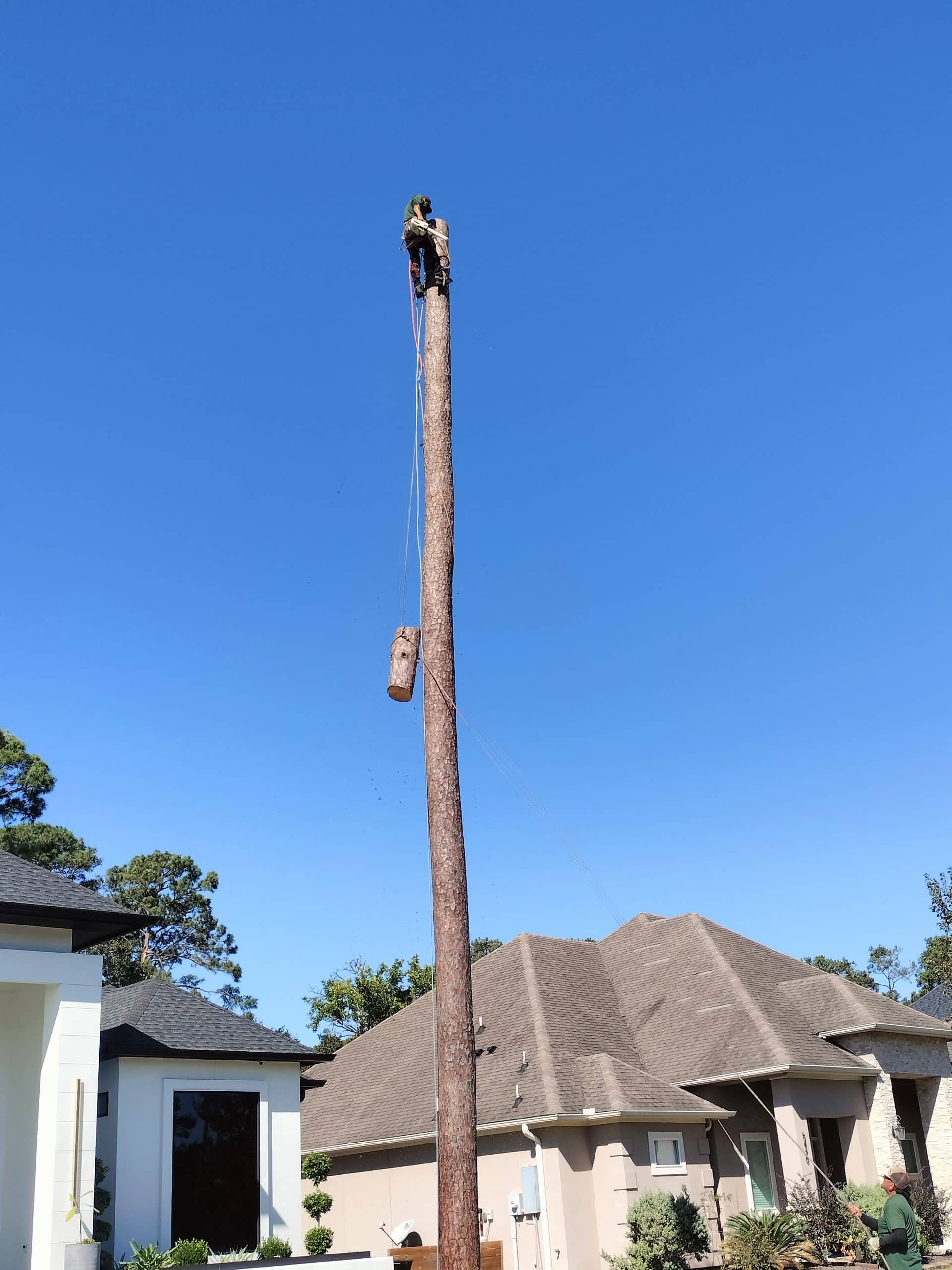 topping a tree for removal in League City tX