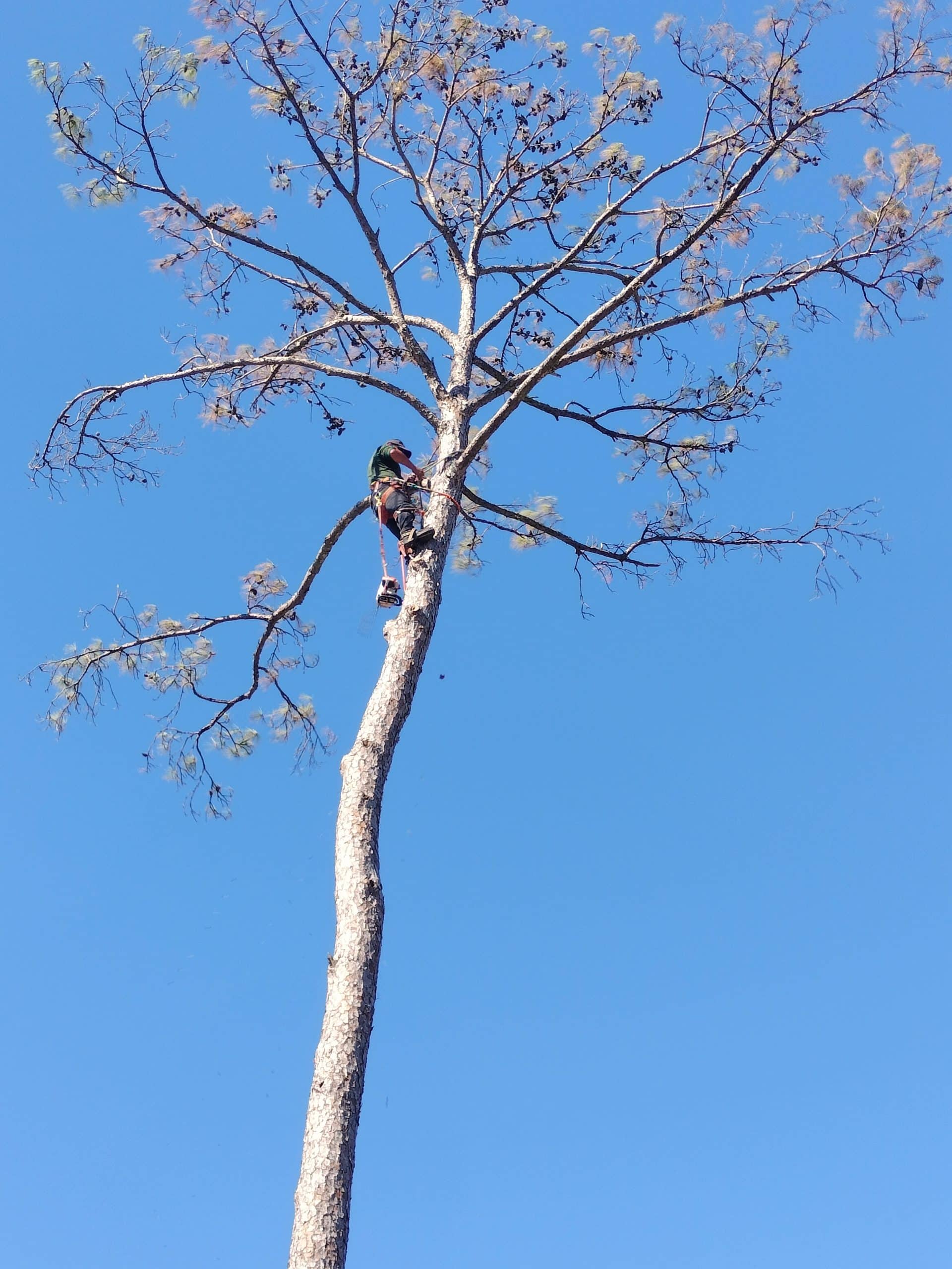 tree removal in League City TX